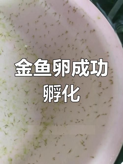 金龍魚孵化小魚 金龍魚孵化小魚 龍魚百科 第6張