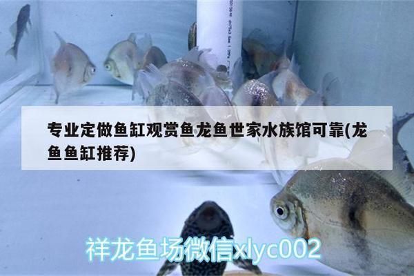 龍魚缸怎么搭配魚顯得高檔不亂：如何搭配龍魚缸才能顯得高檔而不混亂