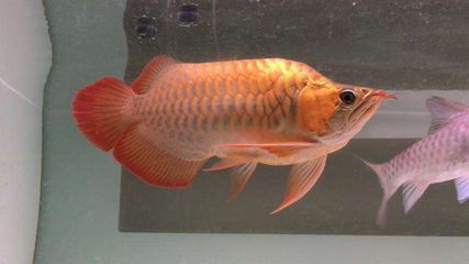 龍魚缸怎么搭配魚顯得高檔不亂：如何搭配龍魚缸才能顯得高檔而不混亂