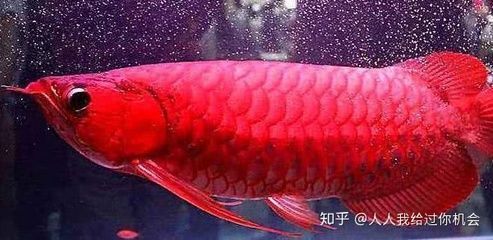 國內紅龍魚繁殖基地：印尼紅龍魚繁殖基地在哪360問答紅龍魚繁殖基地在哪