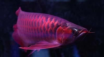 怎樣把紅龍魚寫成