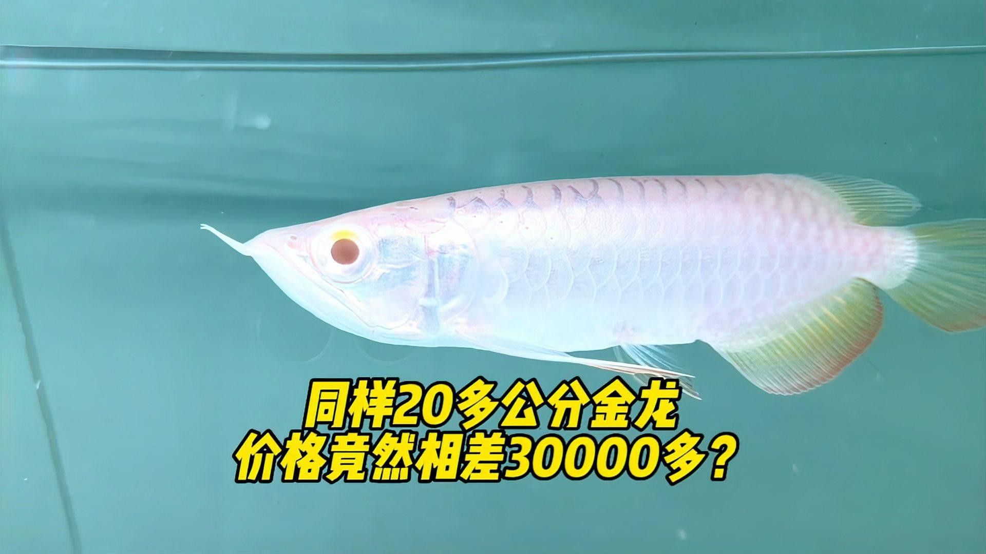 金龍魚在馬來西亞貴嗎
