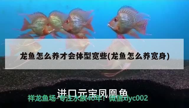 龍魚怎么養才會體型寬些：養龍魚的體型寬大需要注意的幾個方面，養龍魚需注意