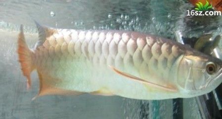 龍魚怎么訓練吃食兇猛：如何訓練龍魚吃食兇猛