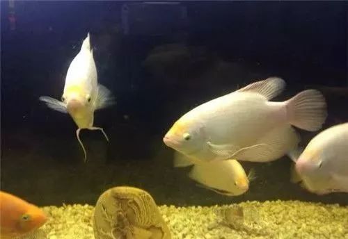 白子招財龍魚繁殖需要多大的繁殖缸？ 白子招財龍魚繁殖需要多大的繁殖缸？ 龍魚百科 第4張