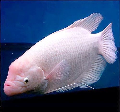 白子招財龍魚繁殖需要多大的繁殖缸？ 白子招財龍魚繁殖需要多大的繁殖缸？ 龍魚百科 第3張