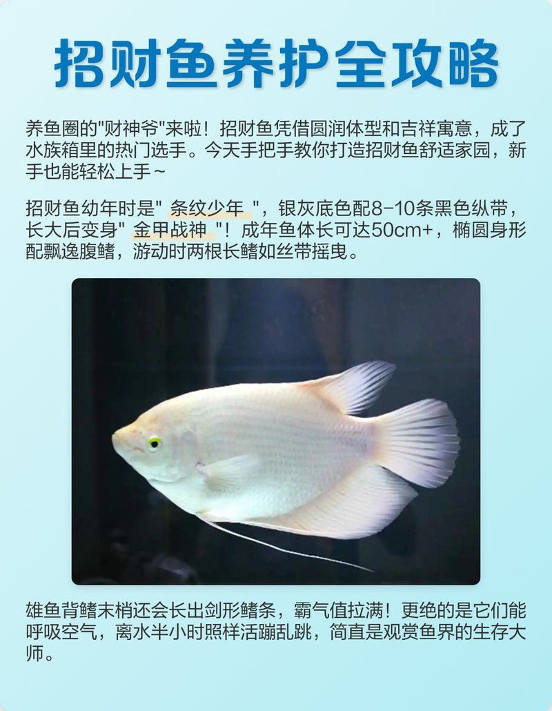 白子招財龍魚繁殖需要多大的繁殖缸？ 白子招財龍魚繁殖需要多大的繁殖缸？ 龍魚百科 第2張