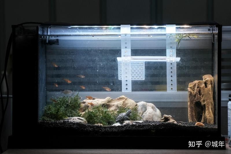 白子招財龍魚繁殖需要多大的繁殖缸？ 白子招財龍魚繁殖需要多大的繁殖缸？ 龍魚百科 第6張