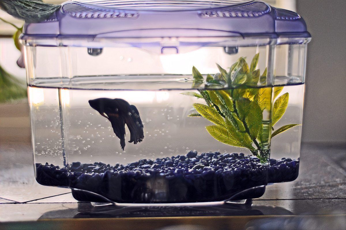 白子招財龍魚繁殖需要多大的繁殖缸？ 白子招財龍魚繁殖需要多大的繁殖缸？ 龍魚百科 第8張