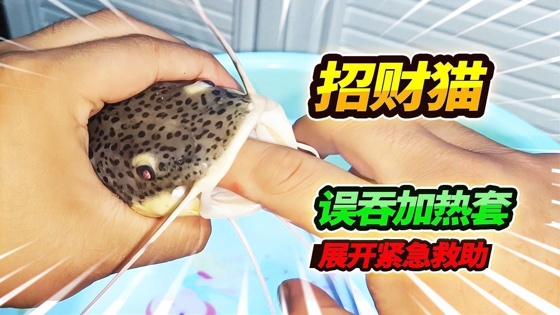 白子招財龍魚繁殖需要多大的繁殖缸？ 白子招財龍魚繁殖需要多大的繁殖缸？ 龍魚百科 第7張