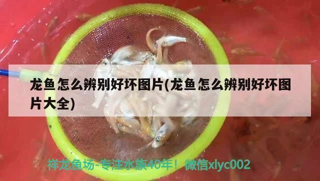 龍魚好壞怎么看圖解：如何通過圖片來判斷龍魚的好壞