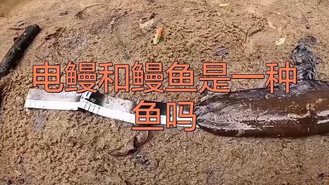 鰻魚和電鰻怎么區分