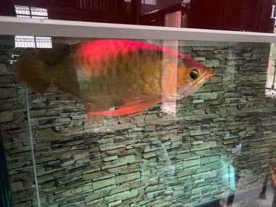 紅龍魚為什么撞魚缸：紅龍魚為什么會撞魚缸