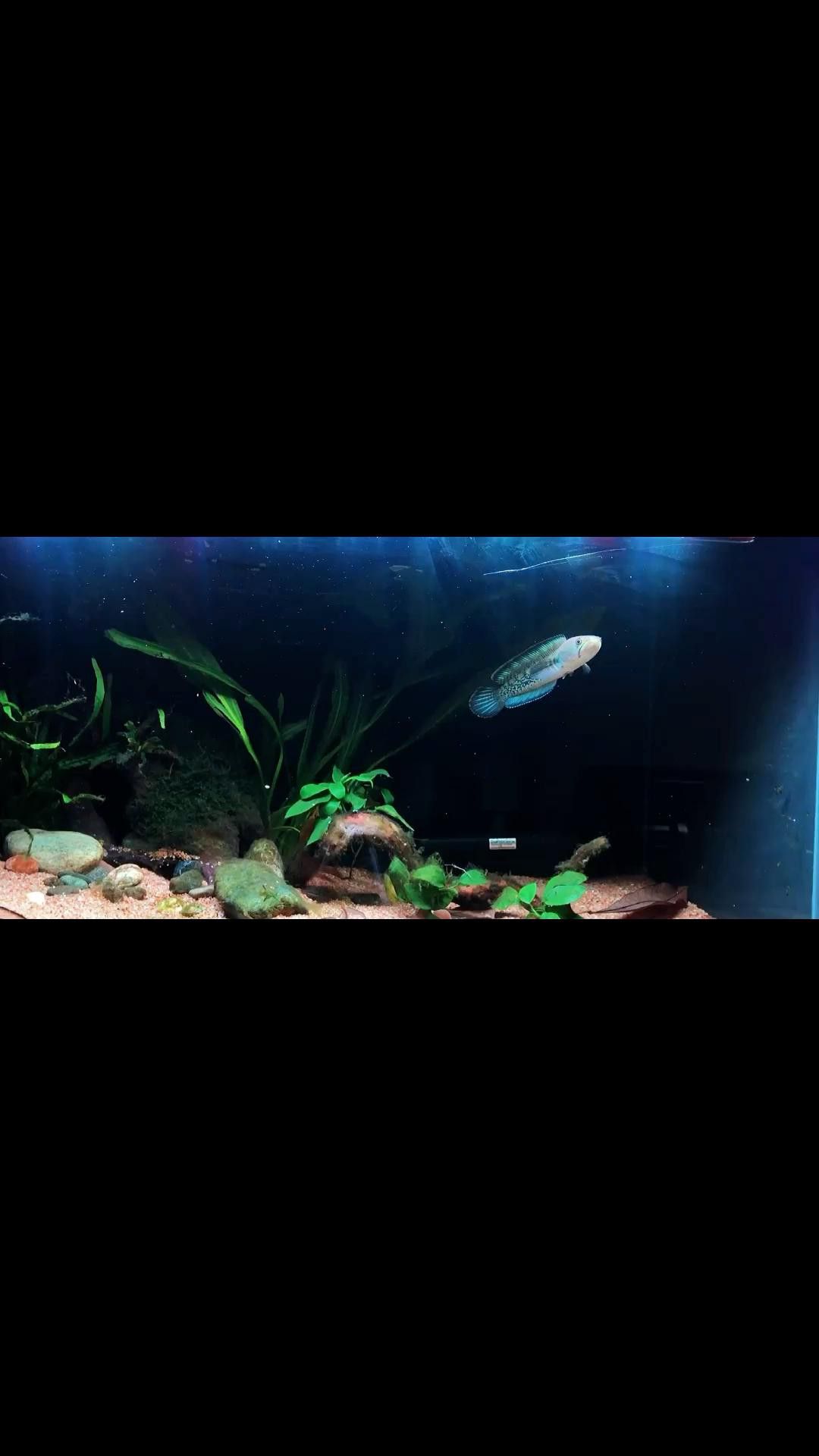 如何預防雷龍魚趴缸