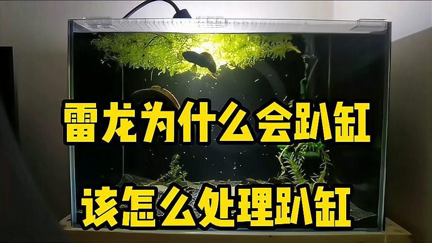 如何預防雷龍魚趴缸