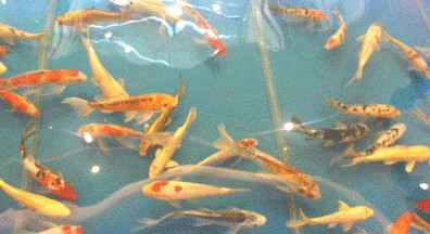 養龍魚的樂趣有哪些作文怎么寫：養龍魚的樂趣