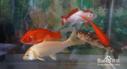 養龍魚的樂趣有哪些作文怎么寫：養龍魚的樂趣