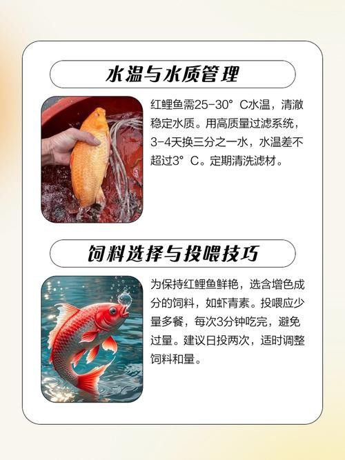 古典藍龍魚的最佳混養伙伴有哪些？