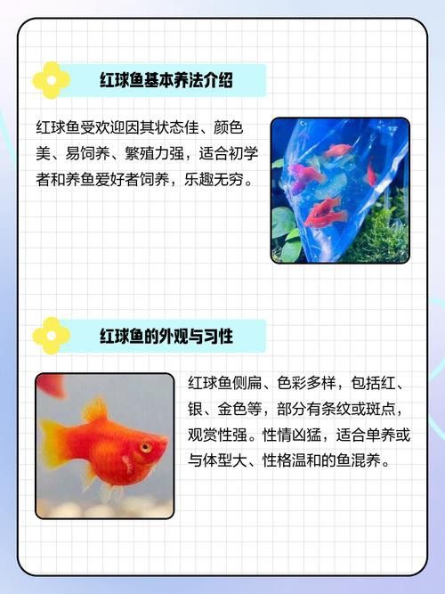 古典藍龍魚的最佳混養伙伴有哪些？