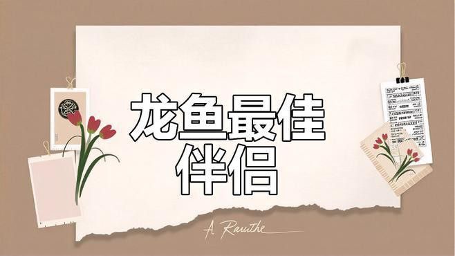 古典藍龍魚的最佳混養伙伴有哪些？