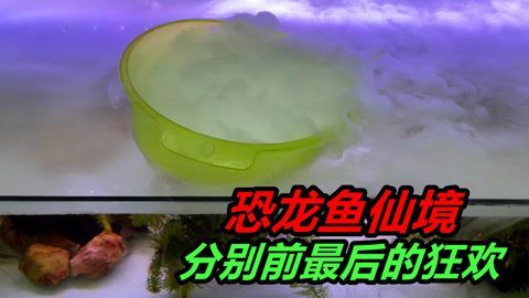 恐龍魚不進食能活多久，關于恐龍魚不進食能活多久的詳細信息