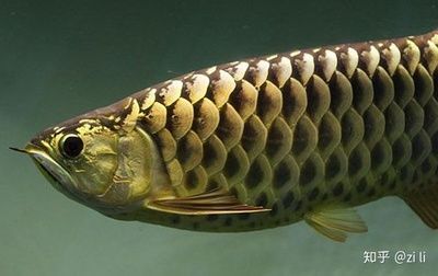 巧克力金龍魚：巧克力金龍魚是什么？