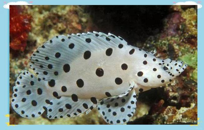 石斑魚又稱龍魚嗎