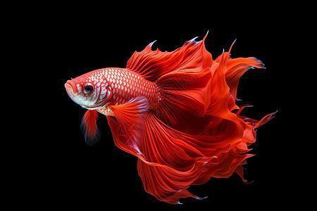 高清紅龍魚壁紙豎屏全屏：如何找到高清紅龍魚壁紙