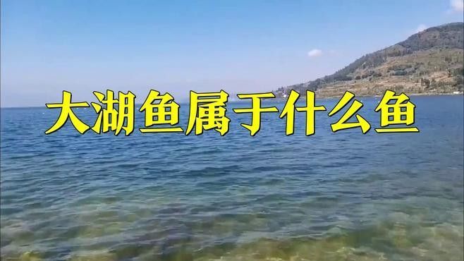 龍魚大湖魚是什么意思