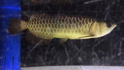 辣椒紅龍魚為什么這么貴？