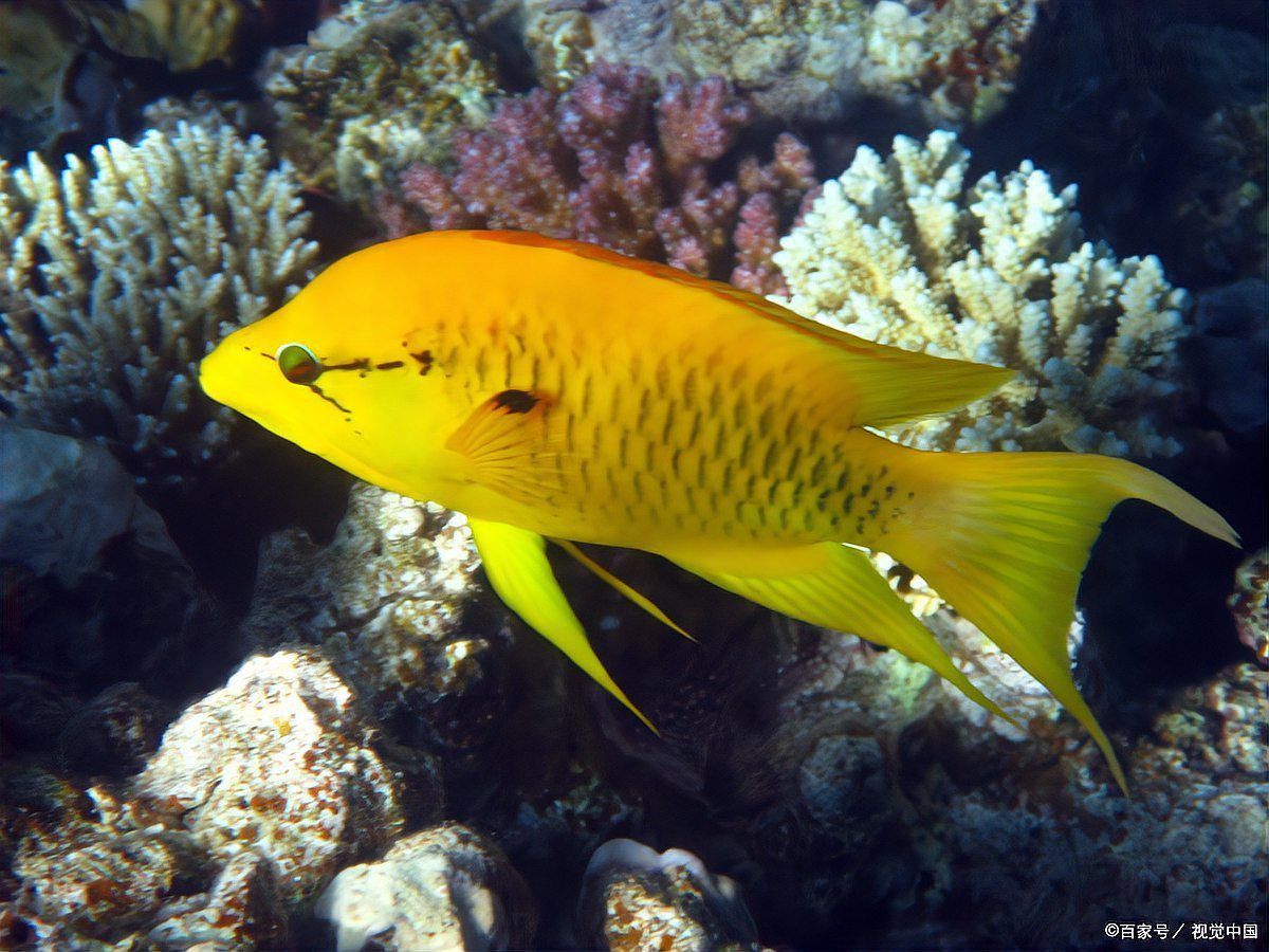 金魚是用什么呼吸的