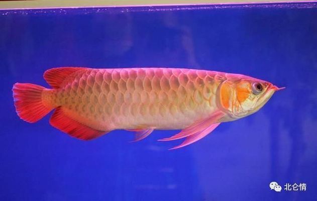 龍魚一般多少錢一斤：龍魚一般多少錢一斤？