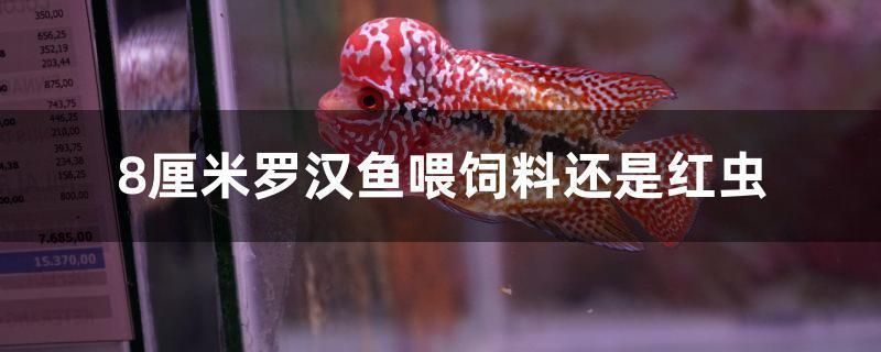羅漢魚能吃龍魚飼料嗎：羅漢魚是否能吃龍魚飼料