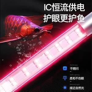紅龍魚(yú)和黃龍魚(yú)能混養(yǎng)嗎：紅龍魚(yú)和黃龍魚(yú)混養(yǎng)需要注意什么？