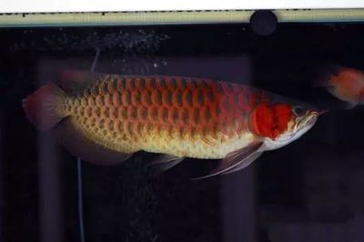 發龍魚說說：關于龍魚的一些信息