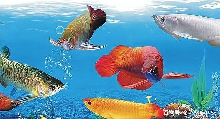 藍(lán)龍魚繁殖期有哪些行為表現(xiàn)？