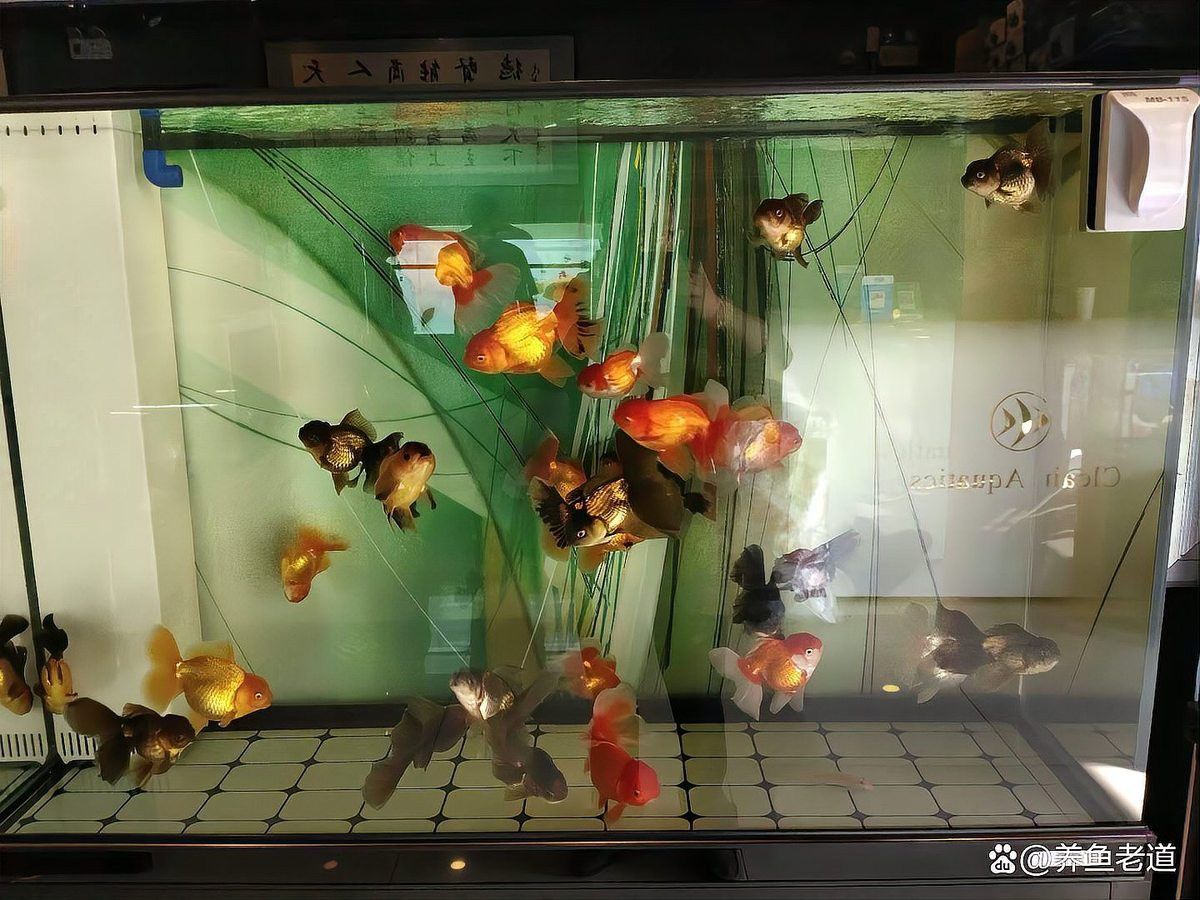 藍(lán)龍魚繁殖期有哪些行為表現(xiàn)？