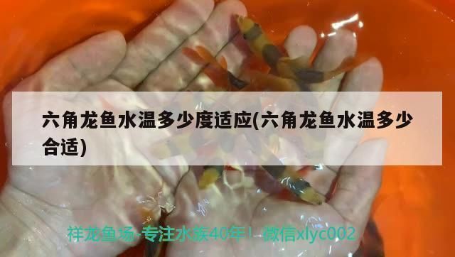 六角龍魚喂什么最好：六角龍魚水溫多少度適應(yīng)