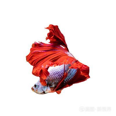 紅色的龍魚（紅色的龍魚是什么樣的） 紅色的龍魚（紅色的龍魚是什么樣的） 龍魚百科 第2張