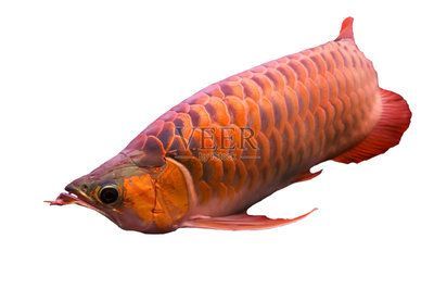 紅色的龍魚（紅色的龍魚是什么樣的） 紅色的龍魚（紅色的龍魚是什么樣的） 龍魚百科 第5張