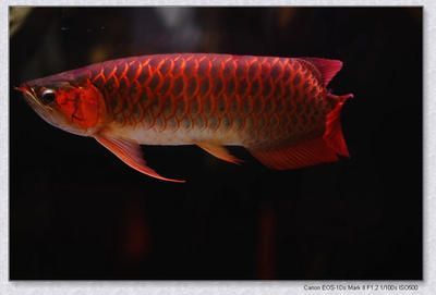 紅色的龍魚（紅色的龍魚是什么樣的） 紅色的龍魚（紅色的龍魚是什么樣的） 龍魚百科 第4張