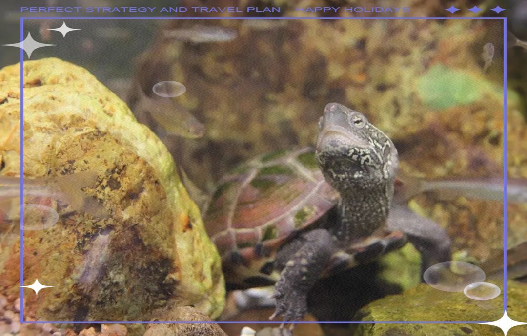 龜魚共養需要多大的水族箱？