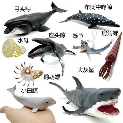 大白鯊魚，世界上最大的食肉魚類——大白鯊 大白鯊魚，世界上最大的食肉魚類——大白鯊 龍魚百科 第4張