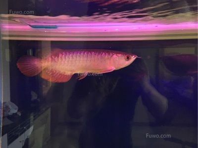 龍魚吃什么發色比較快又好養活（如何判斷龍魚是否營養均衡）