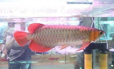 家養金龍魚多少錢一條合適家養金龍魚多少錢一條合適：家養金龍魚多少錢一條合適呢？