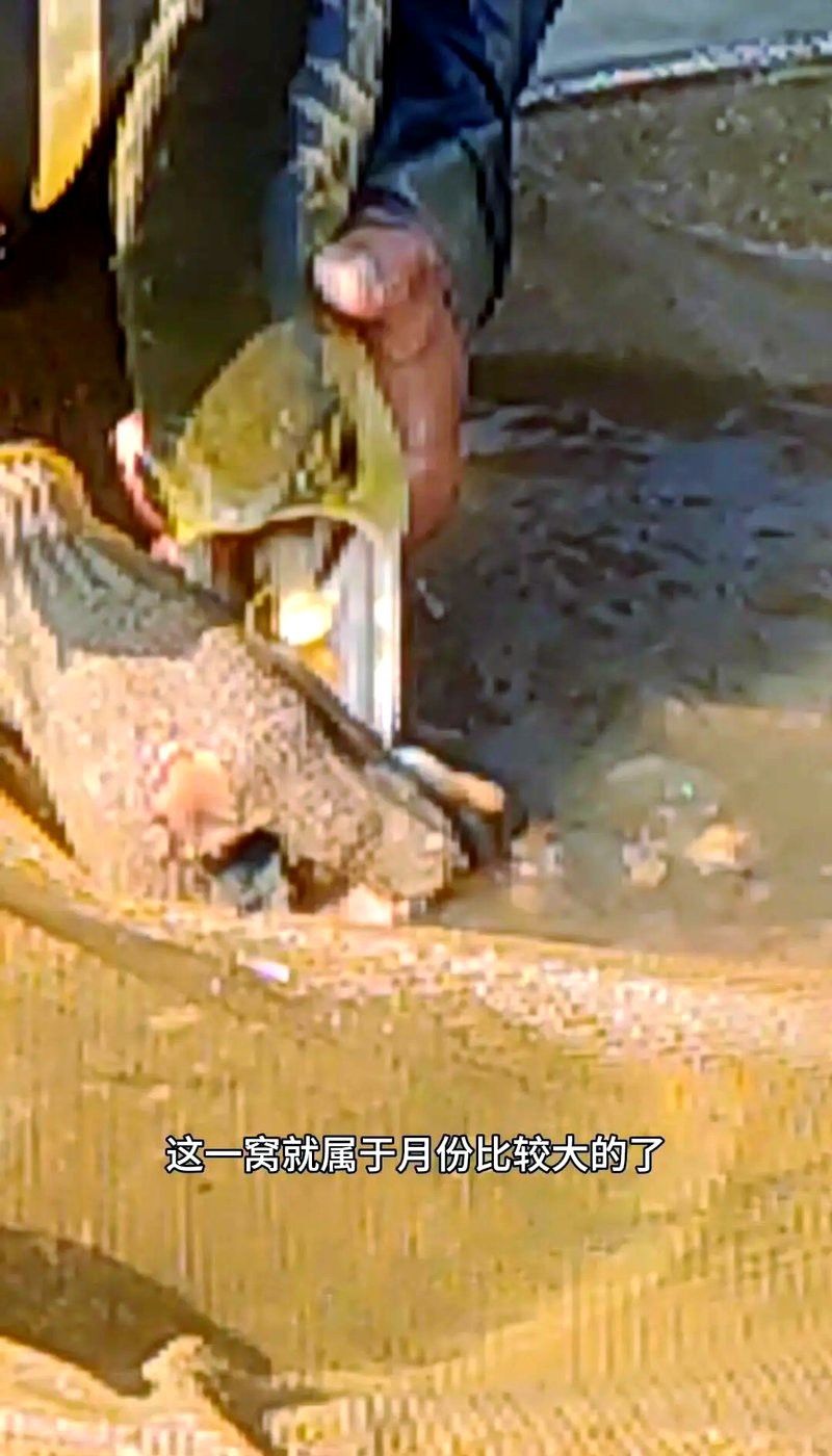 金龍魚繁殖期需要多久
