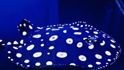 金龍魚短身好還是長身好（短身金龍魚和長身金龍魚哪個好？）