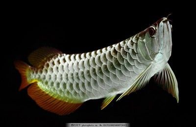 金龍魚短身好還是長身好（短身金龍魚和長身金龍魚哪個好？）