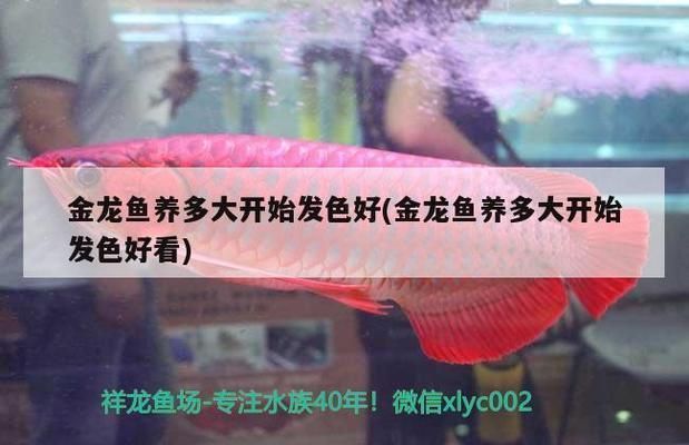 金龍魚養多大開始發色，金龍魚發色期常見問題解答