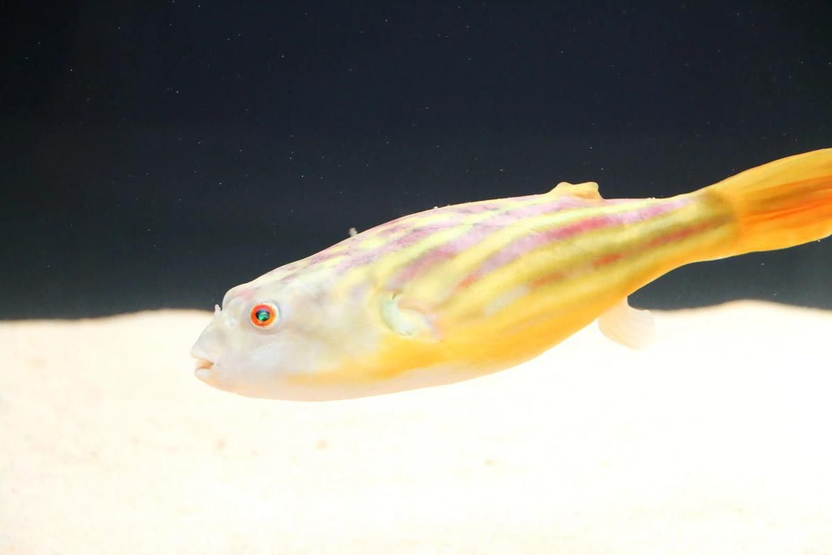 斑馬狗頭可以和恐龍魚混養嗎圖片大全